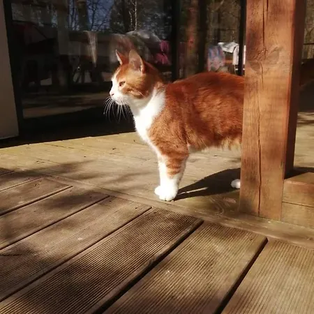 Luksusowy- Nowoczesny Dom W Lesie * Kowalewo (Wejherowo)