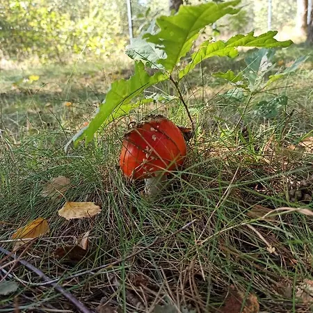 Luksusowy- Nowoczesny Dom W Lesie Prázdninový dům Kowalewo (Wejherowo)