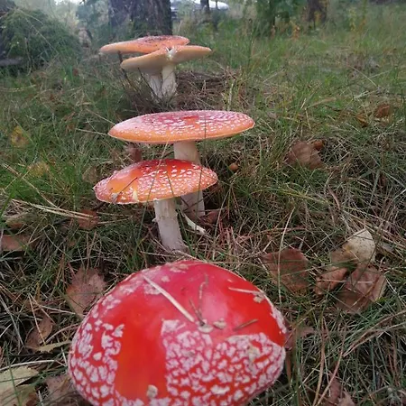 Luksusowy- Nowoczesny Dom W Lesie Prázdninový dům