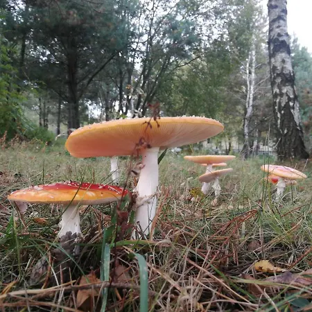 Prázdninový dům Luksusowy- Nowoczesny Dom W Lesie Kowalewo (Wejherowo)