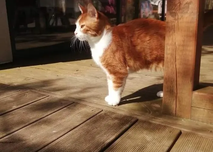 Luksusowy- Nowoczesny Dom W Lesie * Kowalewo (Wejherowo)