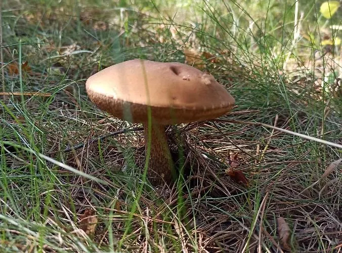 Сasa de vacaciones Luksusowy- Nowoczesny Dom W Lesie Kowalewo (Wejherowo)