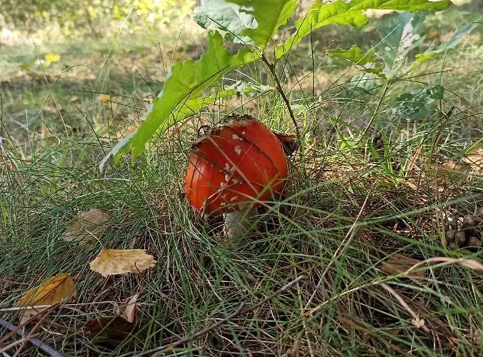 Luksusowy- Nowoczesny Dom W Lesie Сasa de vacaciones Kowalewo (Wejherowo)