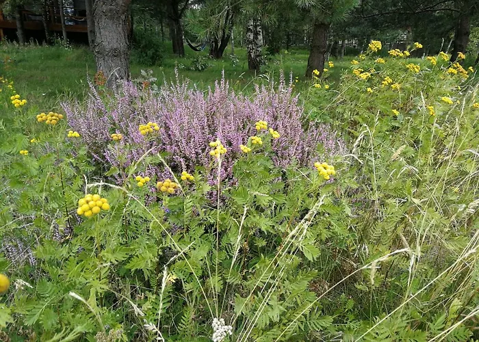 Luksusowy- Nowoczesny Dom W Lesie Kowalewo (Wejherowo)