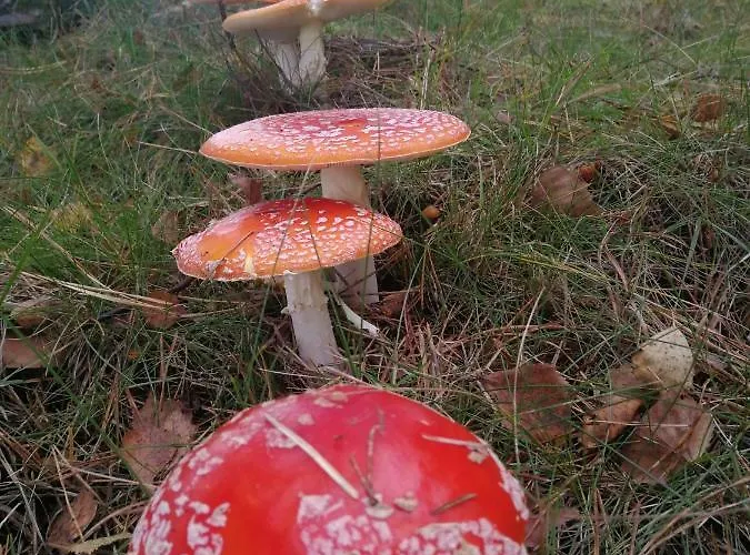 Luksusowy- Nowoczesny Dom W Lesie Сasa de vacaciones