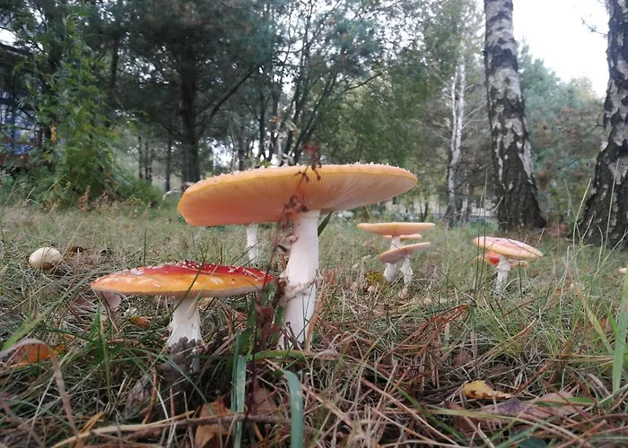 Сasa de vacaciones Luksusowy- Nowoczesny Dom W Lesie Kowalewo (Wejherowo)